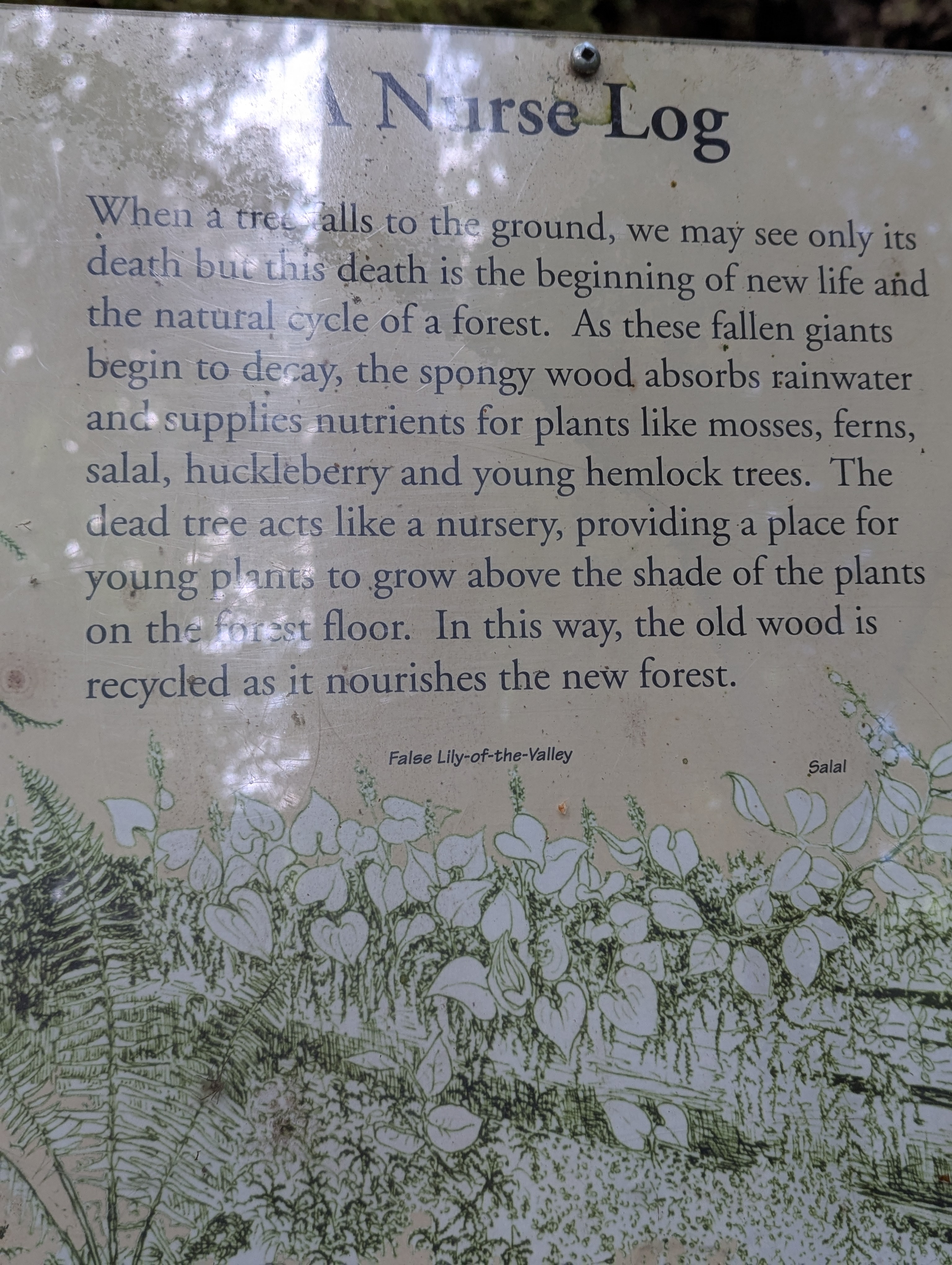 Birthday Trip to Canada, Cathedral Grove, Vancouver Island